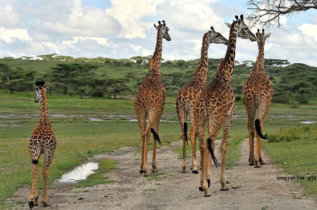 African-safari